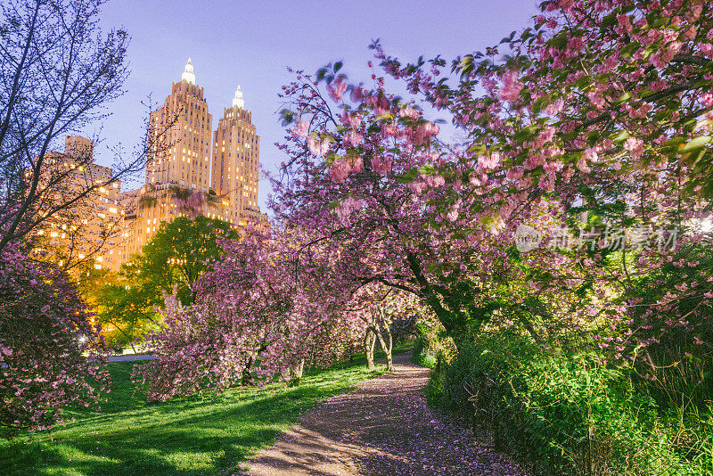傍晚，纽约中央公园小径穿过盛开的樱花树