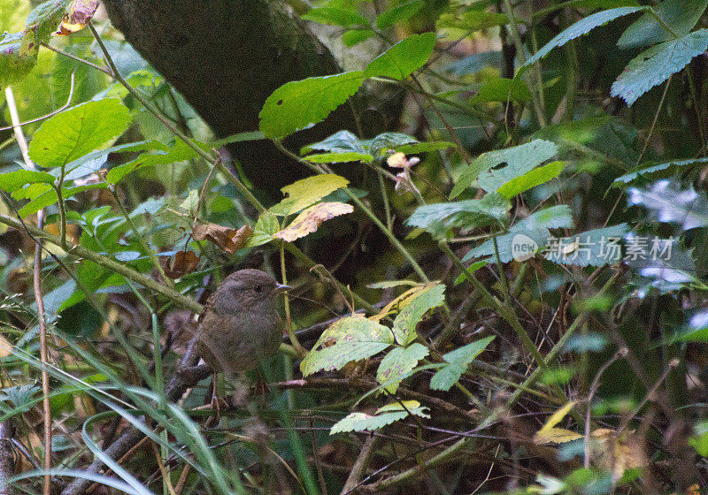 灌木丛中的Dunnock