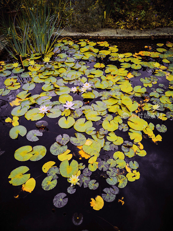 睡莲垫池塘花园秋水秋水湖泊水景