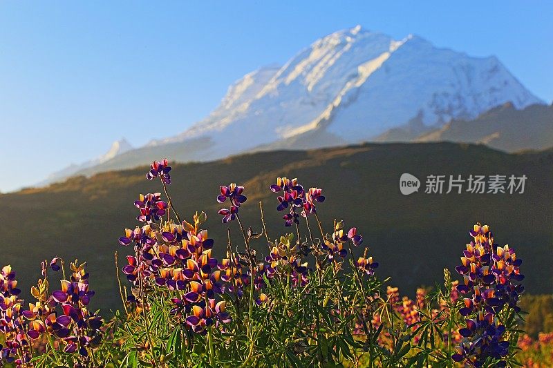 秘鲁，安卡什，科迪勒拉·布兰卡，金色夕阳下的胡斯卡兰和野花