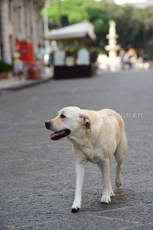 西西里的拉布拉多寻回犬