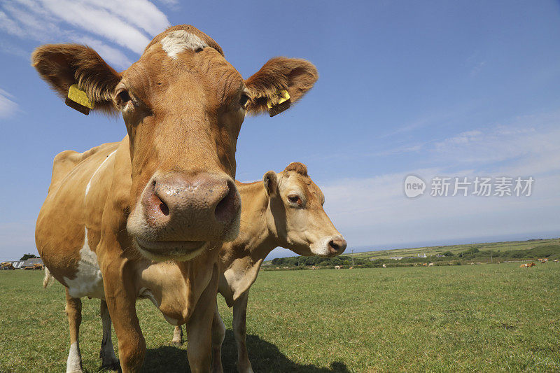 根西岛的奶牛在田间