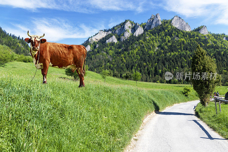 通往波兰皮尼尼山脉三冠峰的道路