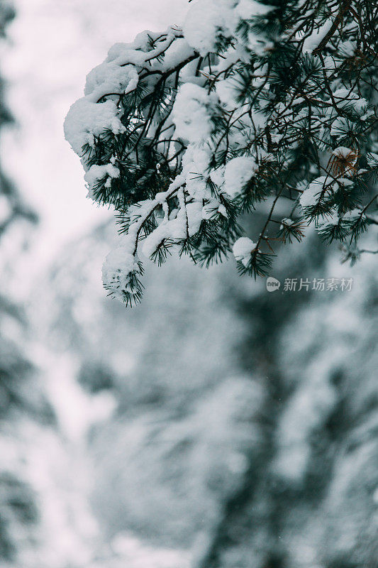 神奇的雪覆盖了树木。美丽的冬天的风景