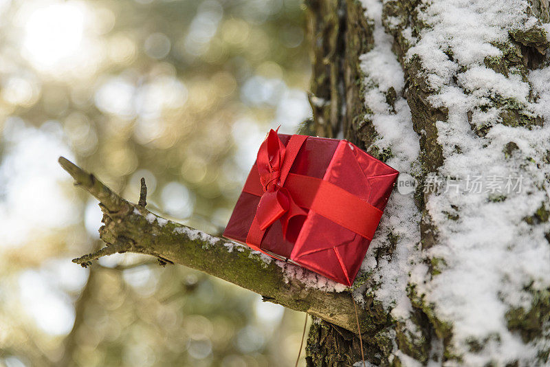 情人节或圣诞节的礼物挂在树上