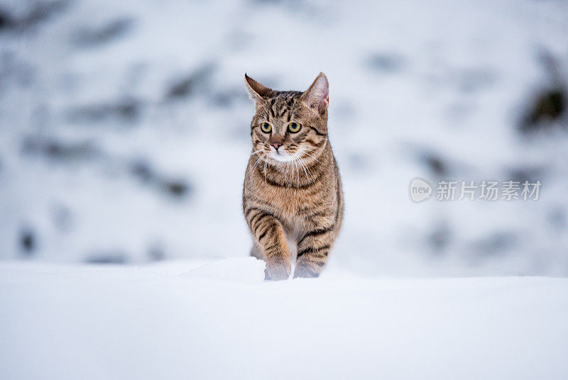 大自然中下雪天的小条纹猫。