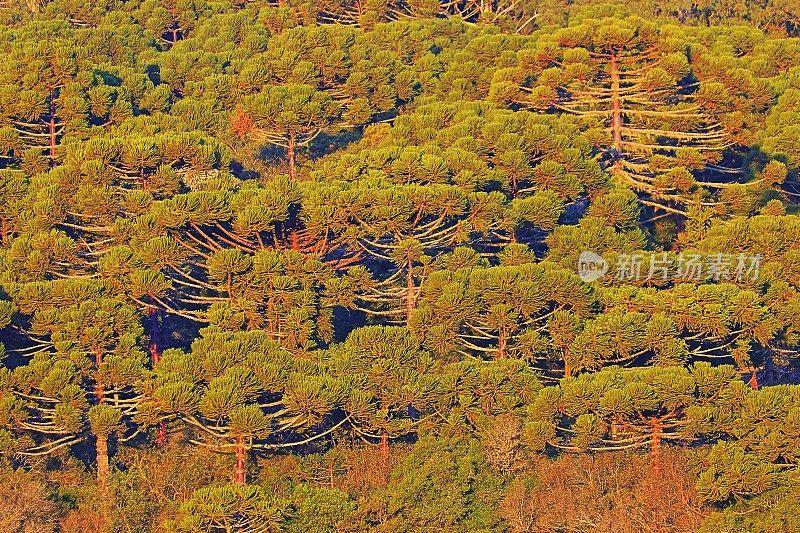 天南星松树的自然格局在日出，景观附近格兰马多-巴西南部