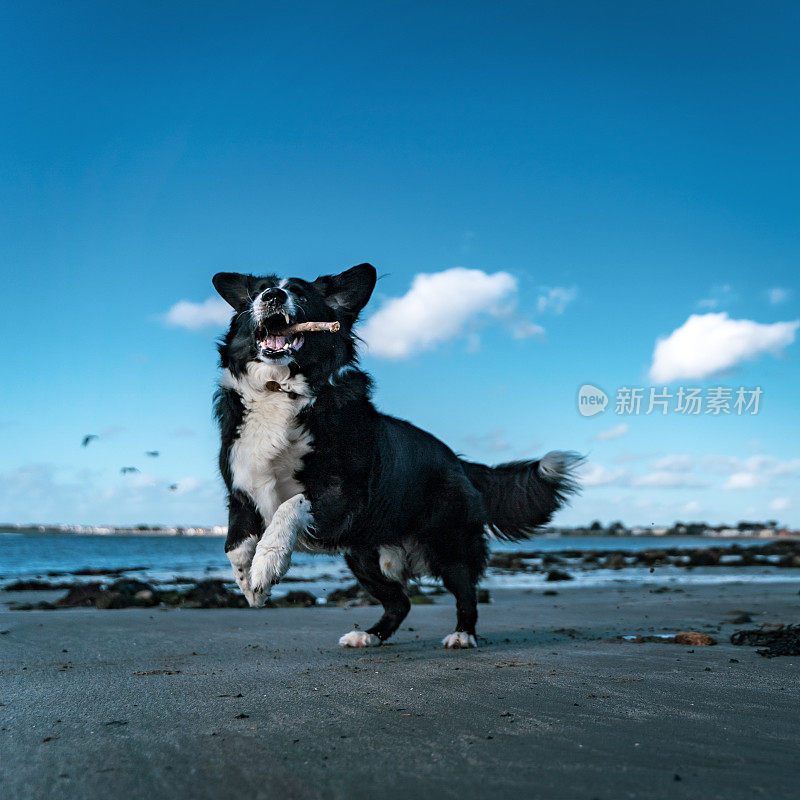 在一个阳光明媚的日子里，边境牧羊犬在海滩上跳着抓着一根棍子