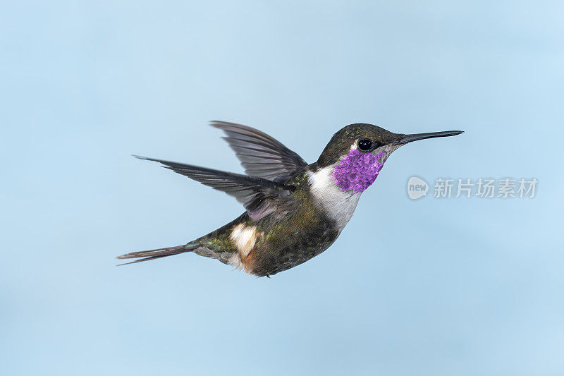 厄瓜多尔蜂鸟-雄性紫喉木星鸟，背部有翅膀