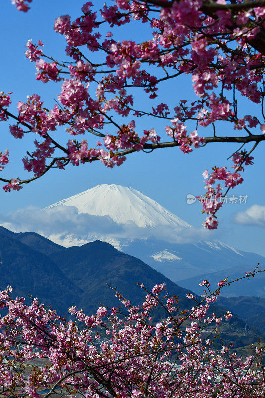 富士山和樱花