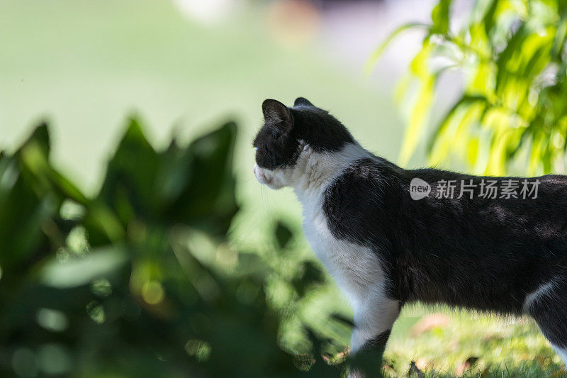 可爱的美丽的猫跑快速通过绿色明亮的草地与新鲜的草在一个阳光明媚的春天的一天