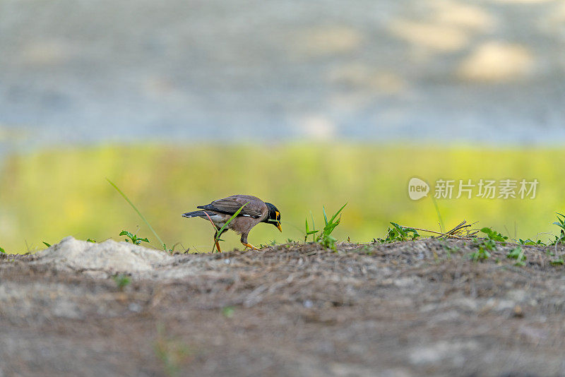 八哥鸟在泰国