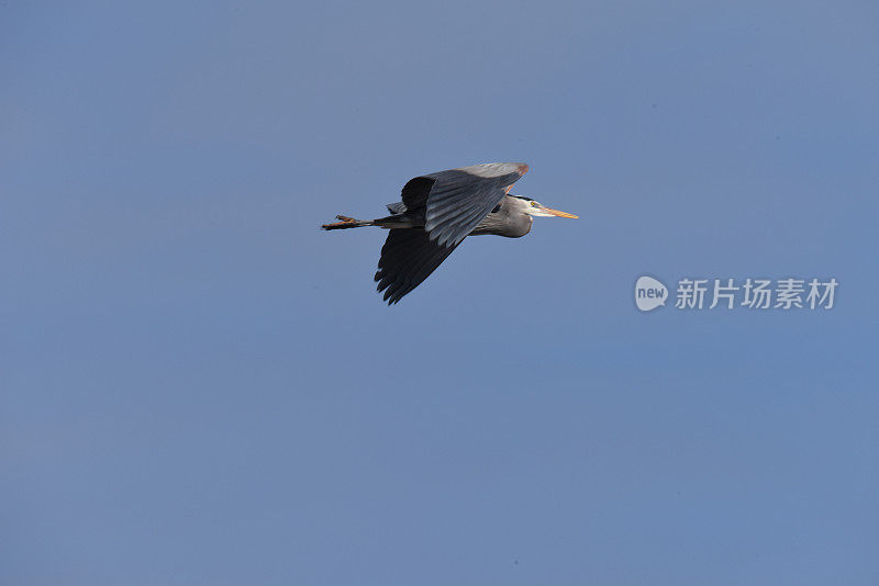 天空中巨大的蓝色苍鹭