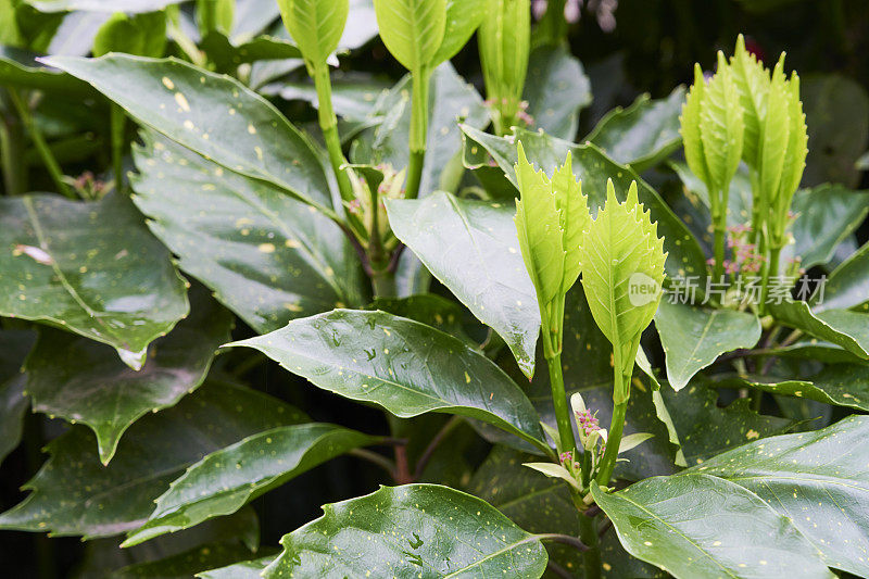 湿植物叶子特写镜头