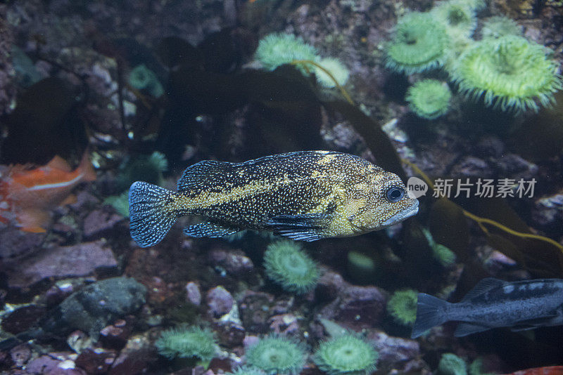 中国岩鱼