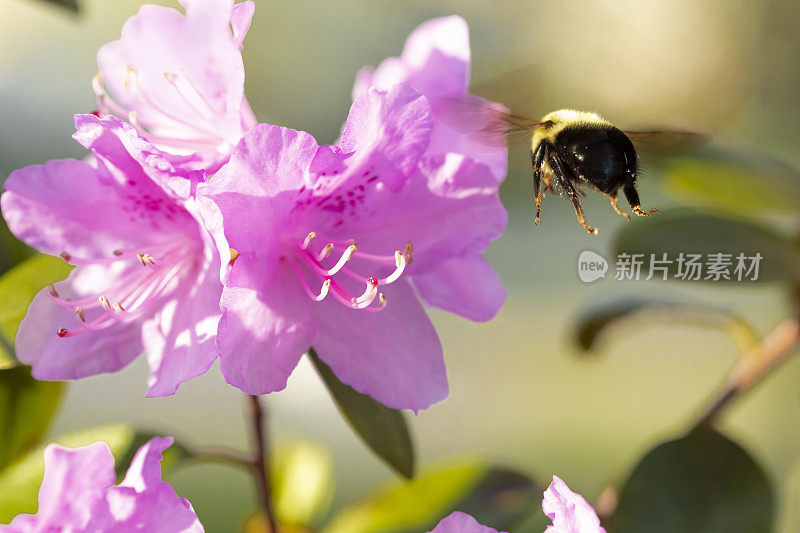 传入的大黄蜂