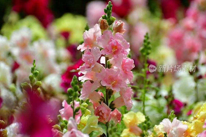 Snapdragon小老头