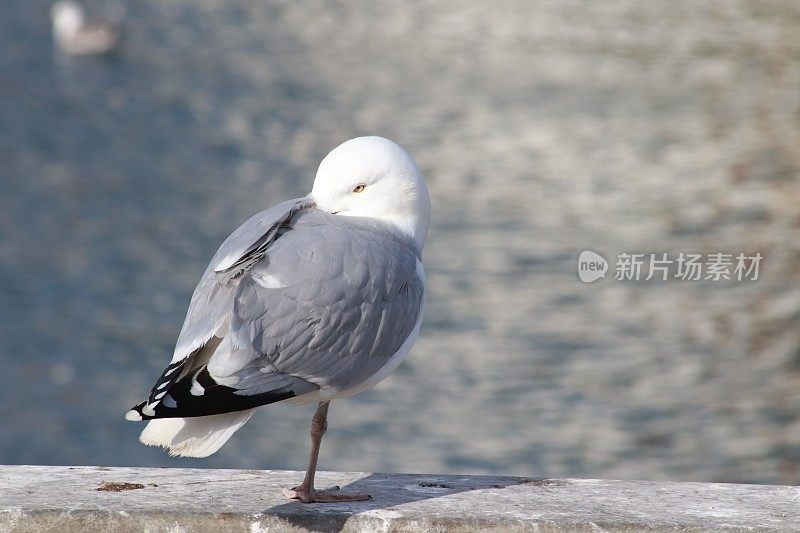 海鸥只有一条腿站在港堤上