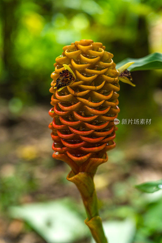 雨林花