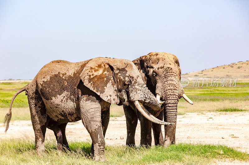 安博塞利国家公园的非洲象兄弟