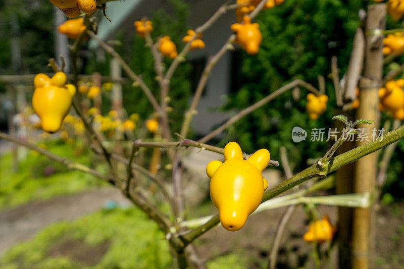 黄色茄子娃娃树-可以用来展示或蒙太奇产品