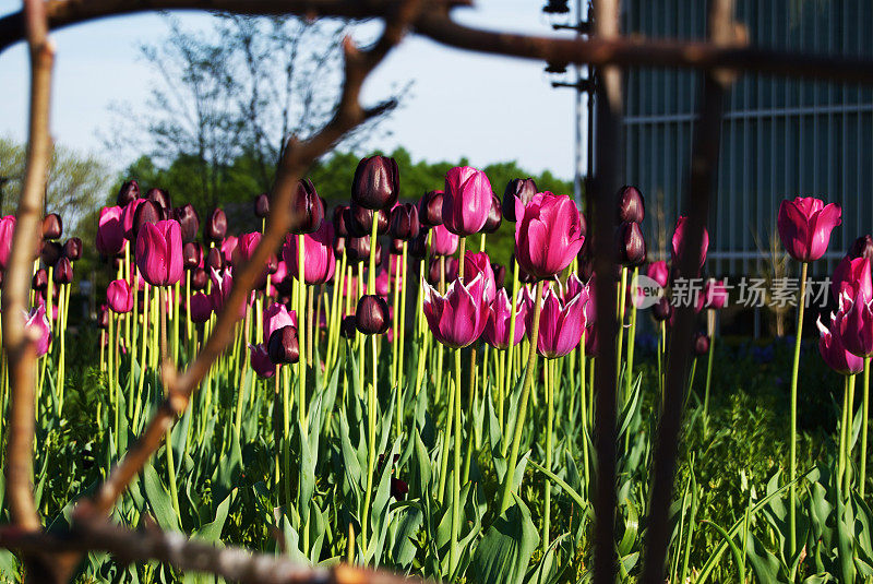 郁金香花