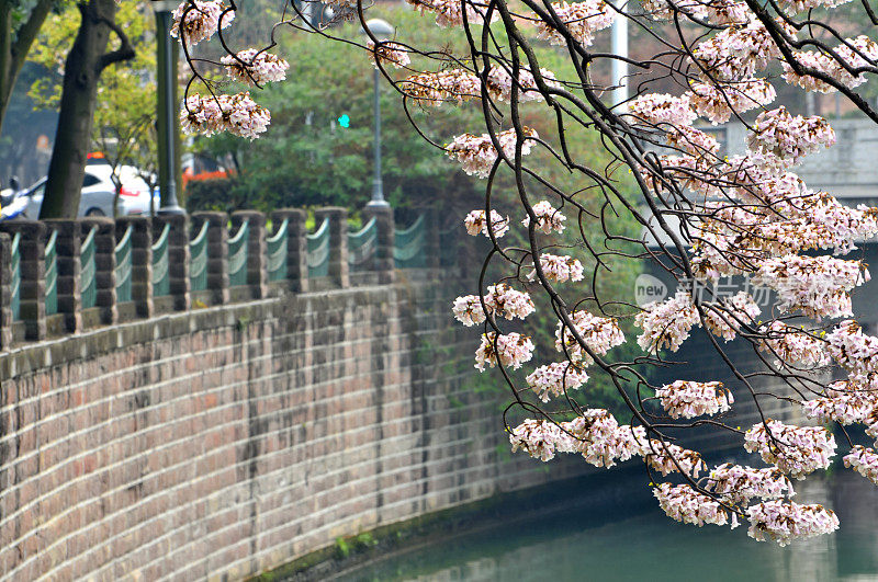 粉红色的小花盛开在中国城市的河岸上