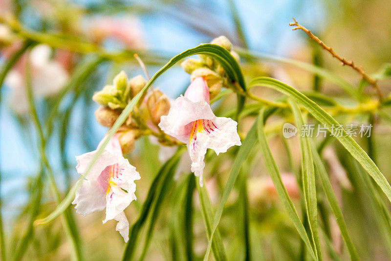 沙漠之花