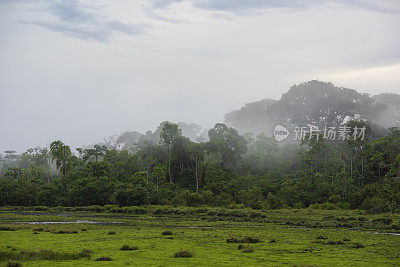 在刚果热带雨林的一片空地上，一个雾蒙蒙的早晨