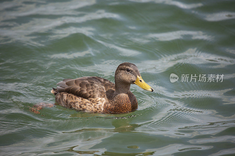 鸭子在水面上