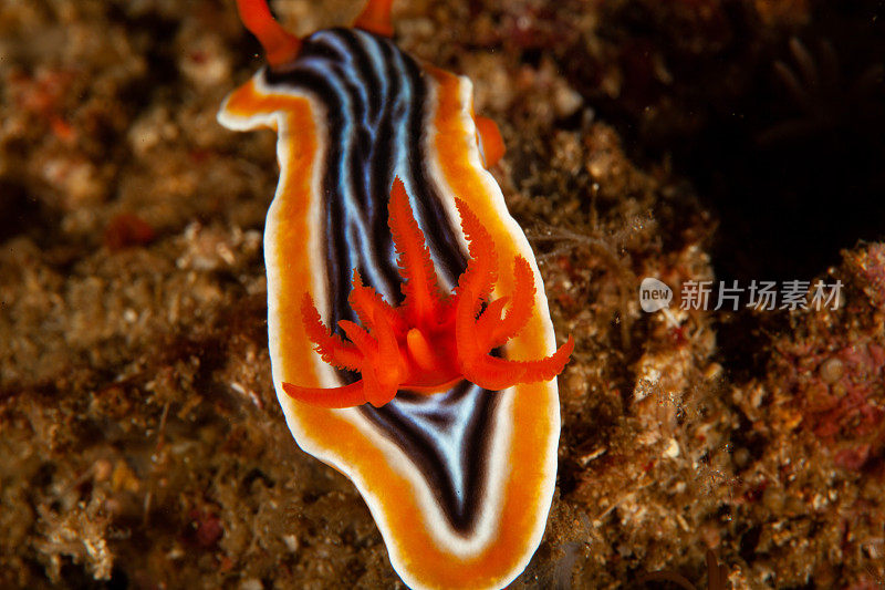 海洋生物。彩色的海蛞蝓水下生物裸鳃