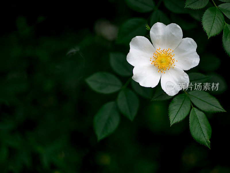 野玫瑰的白色花朵。