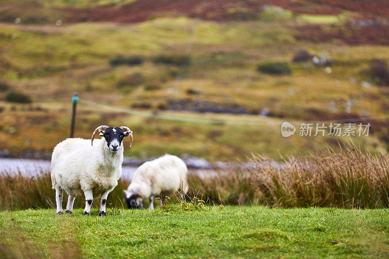 苏格兰黑脸羊，苏格兰斯凯岛