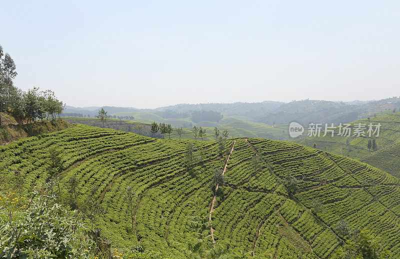 卢旺达靠近Nyungwe森林的茶园