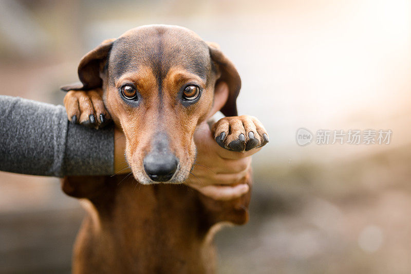 狗牵着主人的手