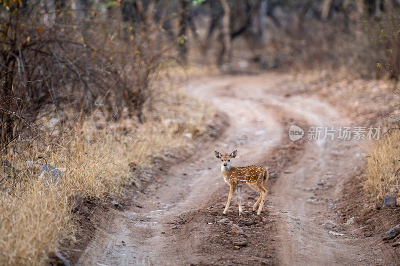 在印度拉贾斯坦邦的ranthambore老虎保护区的丛林中，可爱的小鹿，花斑鹿或雄鹿或雄鹿或轴心鹿