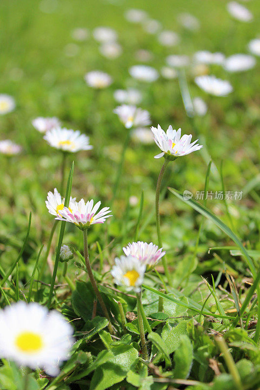 图片中的黄色和白色雏菊的花作为壁纸背景，草本白色雏菊花生长在夏天的草坪上盛开，特写聚焦前景照片