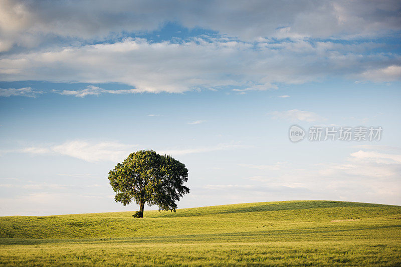 孤独的无花果树。