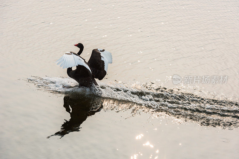 黑天鹅在湖中滑翔