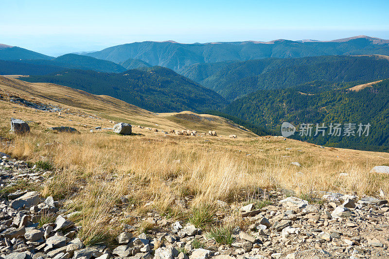 绵羊在罗马尼亚喀尔巴阡山脉的高山高原上吃草。罗马尼亚阿尔卑斯山脉的旅游公路和高地。秋天的山地景观。