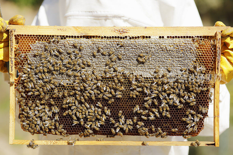 在养蜂人的手中装满蜂蜜的蜂巢