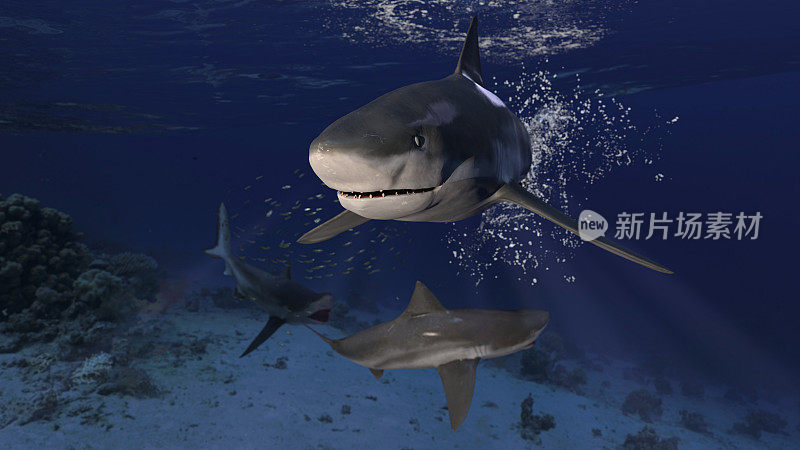 3头牛鲨一起在水下摆姿势巡逻，看起来很危险的3d渲染