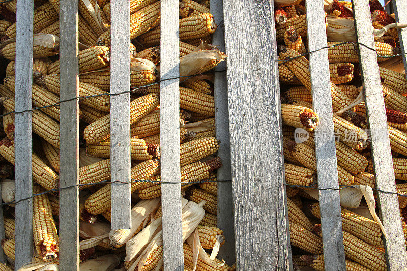 农业-刚摘的玉米穗