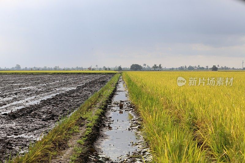 农业:马来西亚雪兰莪州收获的稻田