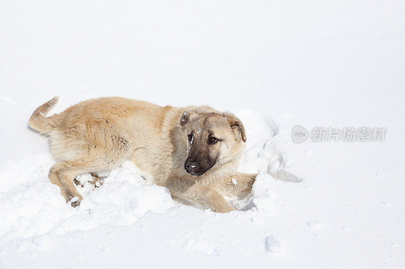 狗在冬天的雪地上行走