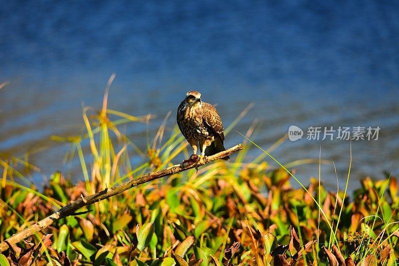 栖息在高处的蜗牛风筝，用爪子抓住苹果蜗牛