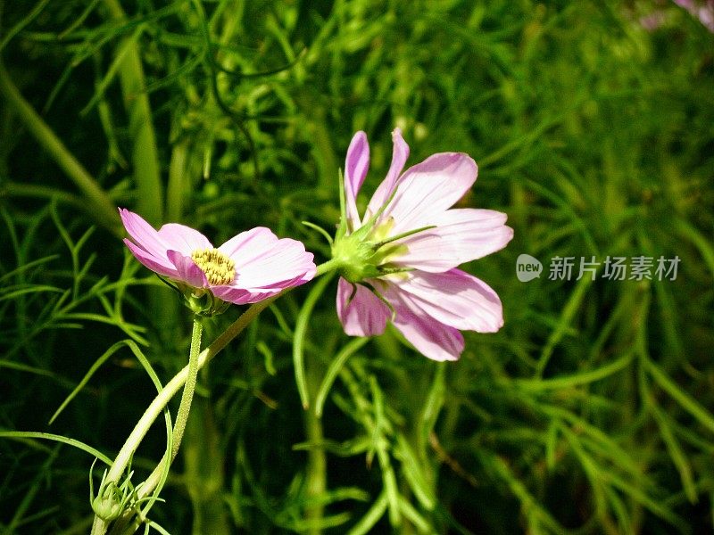 美丽的粉红色宇宙花在一个花园