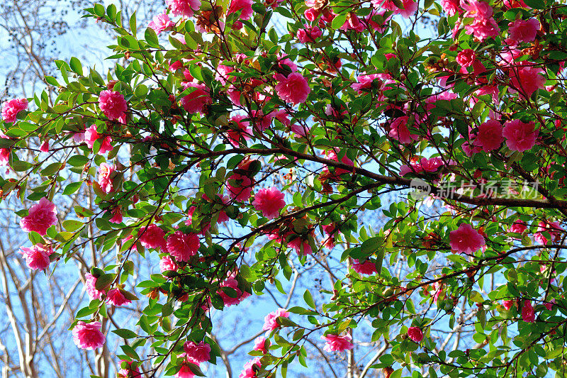 山茶花油茶花