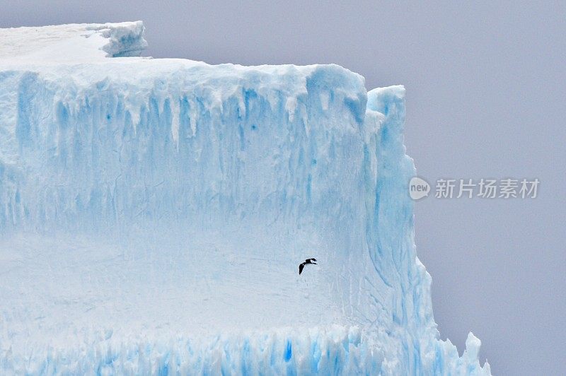 南极洲