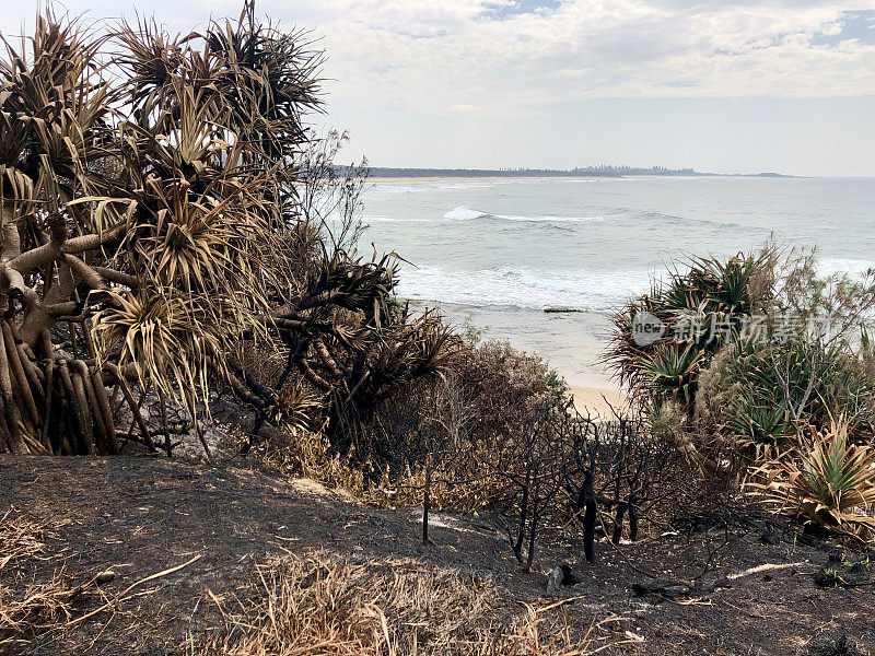 在森林大火后被烧毁的海岸灌木丛